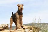 AIREDALE TERRIER 133